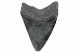 Serrated, Fossil Megalodon Tooth - South Carolina #362184-1